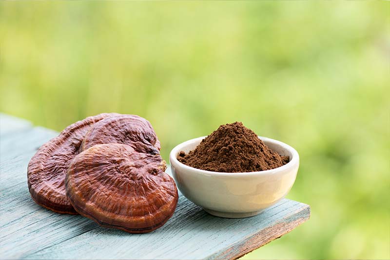 reishi mushroom extracts