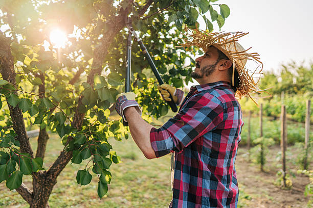 Tree Pruning Services Preston