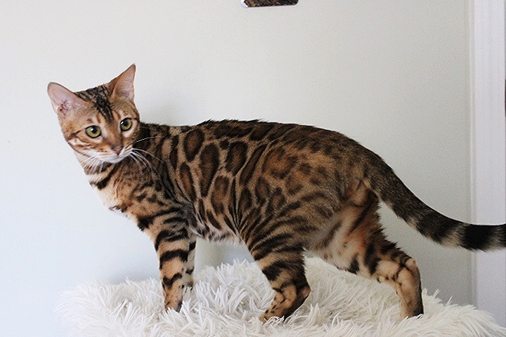 snow lynx bengal kittens