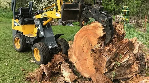 tree stump cutter in honolulu